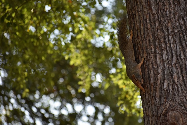 主教練西蒙 主教練西蒙